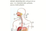医学英文翻译_医学英文翻译 段落