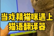 猫语翻译器下载链接(猫语翻译器下载)