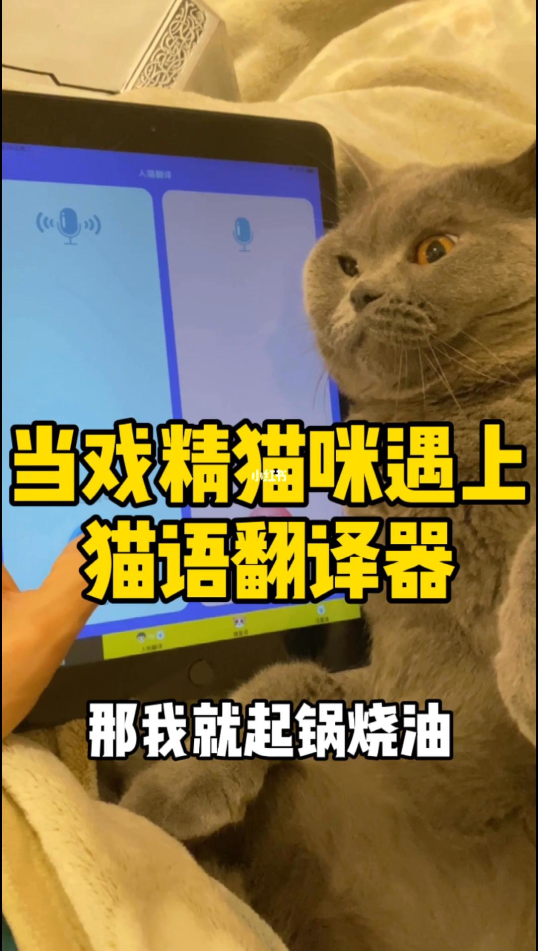 猫语翻译器下载链接(猫语翻译器下载)