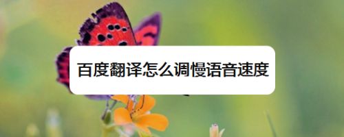 百度翻译器语音翻译在哪(百度翻译器语音翻译)