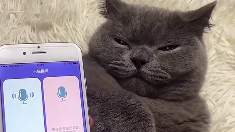 猫语翻译机下载中文版(猫语翻译机)